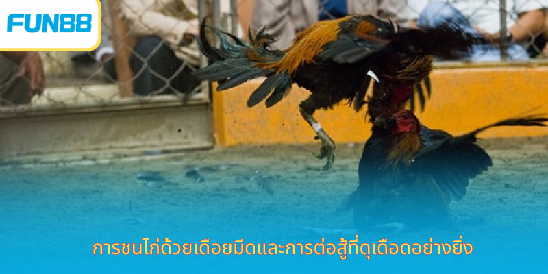 การชนไก่ด้วยเดือยมีดและการต่อสู้ที่ดุเดือดอย่างยิ่ง